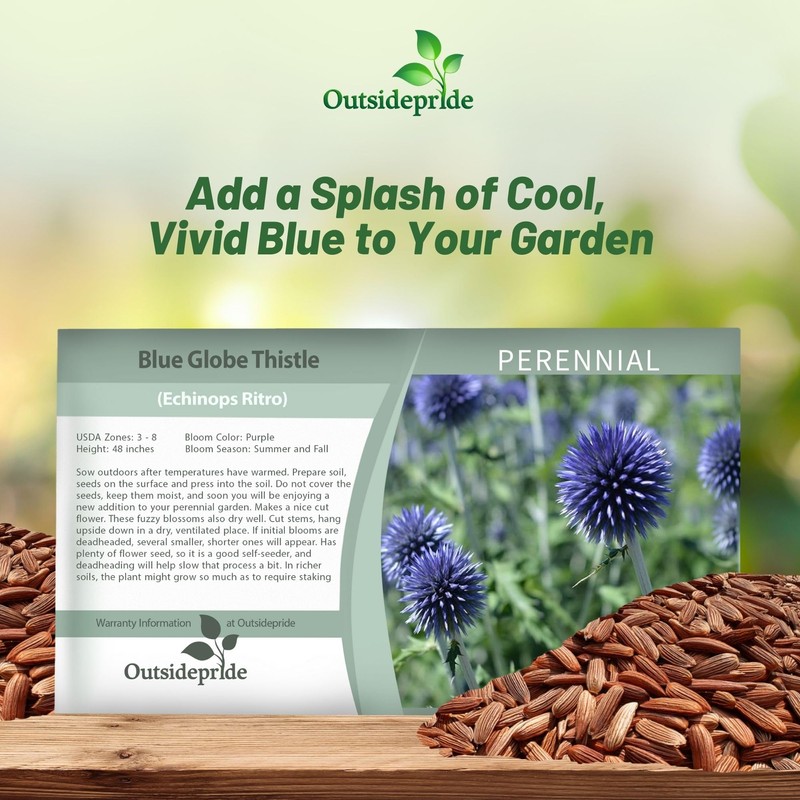 Outsidepride Blue Globe Thistle Seeds - 1000 Pcs Perennial, Drought