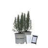 Tuscan Rosemary - Includes Planting Kit (1 Gallon (2-Pack))