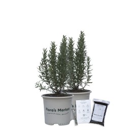 Tuscan Rosemary - Includes Planting Kit (1 Gallon (2-Pack))