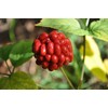 CZ Grain American Ginseng Seeds for Planting (50 Seeds) Ready