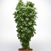 Eden Brothers Basil Seeds - Everleaf Thai Tower