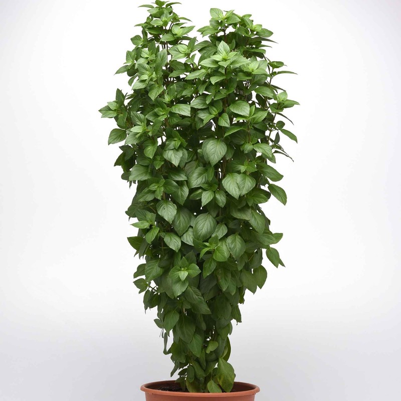 Eden Brothers Basil Seeds - Everleaf Thai Tower
