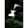 Calla Lily Seeds Beautiful Flowers - 100 Pcs Seeds