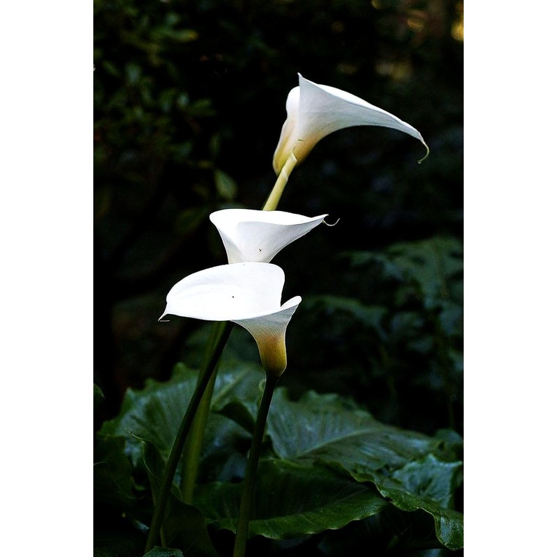 Calla Lily Seeds Beautiful Flowers - 100 Pcs Seeds