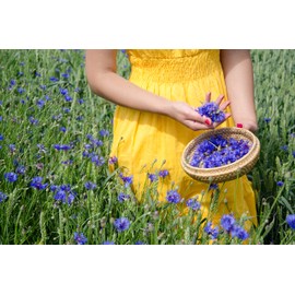 Nelson's Tea - Cornflower Petals (Centaurea cyanus) - Dried Blue Cornflower Petals - 1 oz.