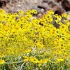 Brittlebush Seeds (Encelia Farinosa) -30 seeds- Desert Wildflower
