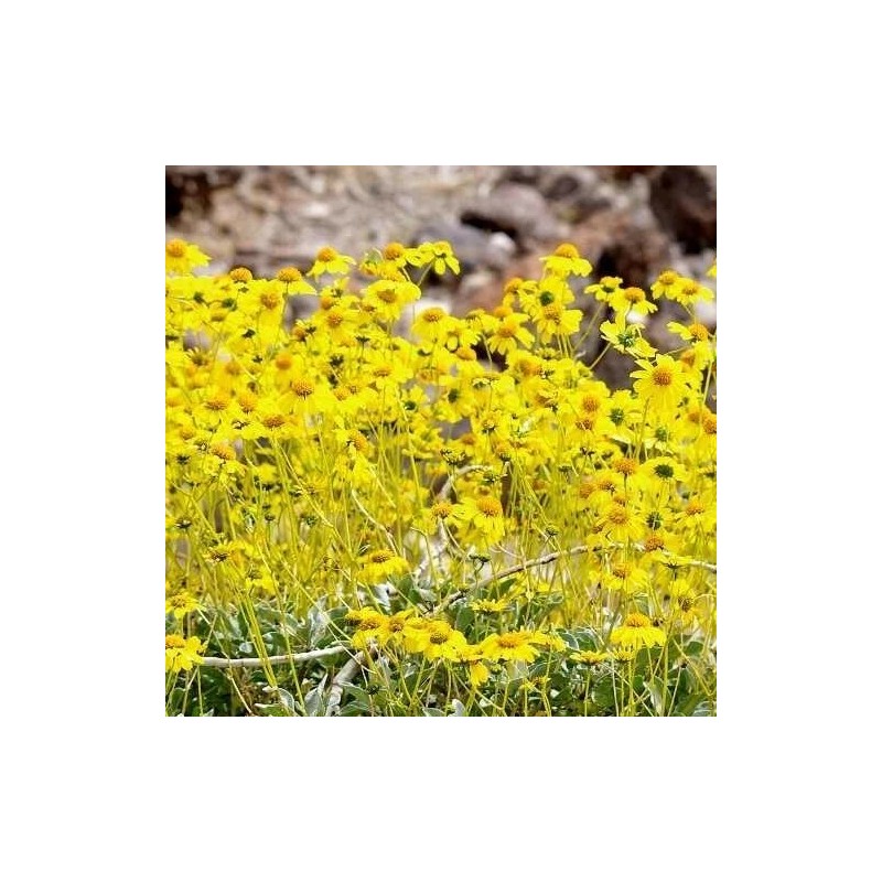 Brittlebush Seeds (Encelia Farinosa) -30 seeds- Desert Wildflower