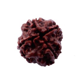 AwakenYourKundalini's Natural Rudraksha Beads (1,2,3,4,5,6,7,8,9,10,11,12,13,14 Faced) Original Rudraksha Beads Himalayan Origin Nepal Collections - Lab Certified (4 Mukhi Faced)