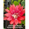 Cactus Rooted Epiphyllum Orchid Cactus “Desert Sunrise” Growing In 4”