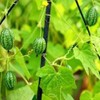 Thumb Watermelon Seed Pack 60 pcs - Climbing Perennial Heirloom