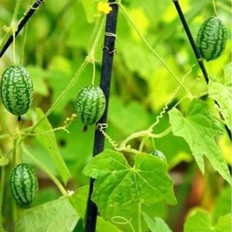 Thumb Watermelon Seed Pack 60 pcs - Climbing Perennial Heirloom