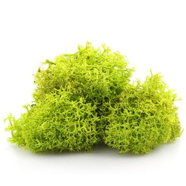NW Wholesaler Bright Green Preserved Reindeer Moss - 2oz - Indoor Outdoor for Potted Plants, Terrariums, Fairy Gardens, Arts and Crafts or Floral Decor Design (Chartreuse)