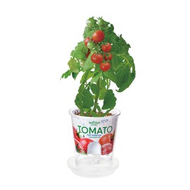 Seishin Pottery GD-81906 Winter/Spring/Summer Home Garden Easy Cultivation Kit, Loose Growing, Mini Tomatoes, Vegetables, Cultivation Set (Free Research / Food Education), Pot Diameter Approx. 4.3