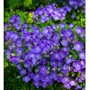Tussock Bellflower Seeds - Campanula - Marde ross & Company