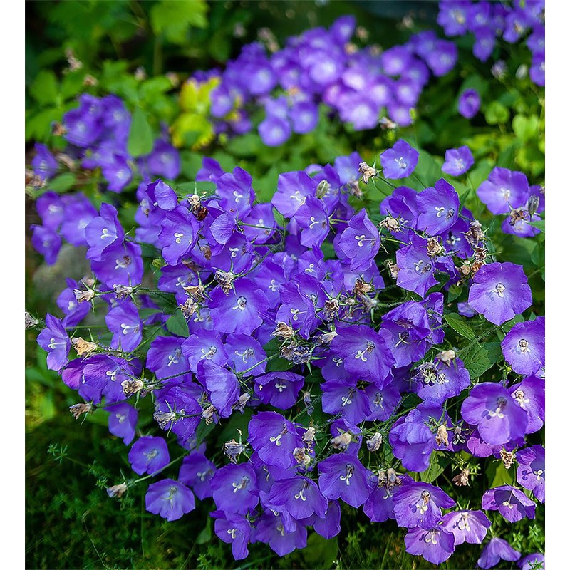 Tussock Bellflower Seeds - Campanula - Marde ross & Company