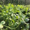 NO-GMO 110 Seeds, Green Creeping Malabar Climbing Spinach Leaf Vegetable