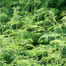 Outsidepride Illinois Bundleflower - 1000 Seeds