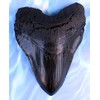 Massive 6-Inch Megalodon Shark Tooth, with serrations(Replica)