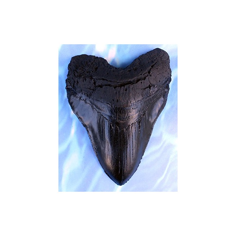 Massive 6-Inch Megalodon Shark Tooth, with serrations(Replica)