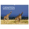 Giraffes - Lovely Giants of the African Savannah (Wall Calendar