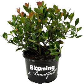 Blooming & Beautiful - Snow White Indian Hawthorn - 3 gal - Compact Evergreen Shrub - Fragrant White Cluster Flowers - Dark Green Foliage - Zones 7-9 - Rhaphiolepis Indica 'Snow White' - 3 Gallon Pot