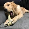 THE SPORN COMPANY Dental Toy for Dogs Marrowbone Petite