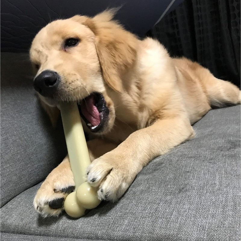 THE SPORN COMPANY Dental Toy for Dogs Marrowbone Petite