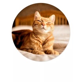 Fashion Jewelry ORANGE TABBY CAT PET Large Pendant On 925 Sterling Silver 20" Necklace Gold Gift