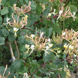 Lonicera Etrusca Seeds Etruscan Honeysuckle, Tuscan Honeysuckle Flowering Vine or Shrub Fragrant Flowers Attract Bees & Hummingbirds Gardens Outdoor 10Pcs Flower Seeds by YEGAOL Garden