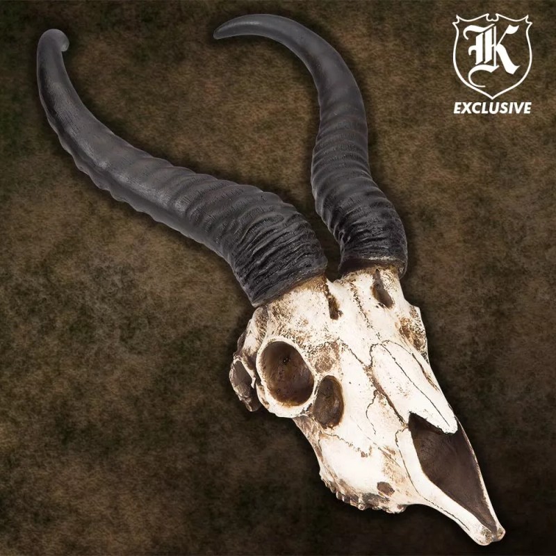 K Exclusive African Springbok Antelope Skull Replica | Cold Cast