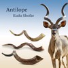Half-Polished Finish Yemenite Kudu Horn Shofar