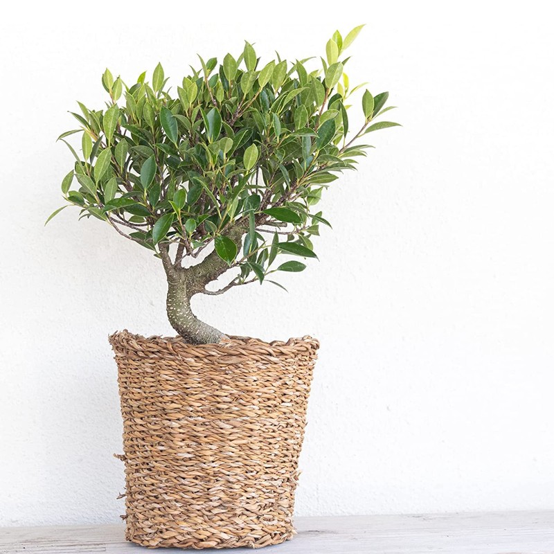 United Nursery Ficus Retusa Bonsai Tree – Tiger Bark Bonsai