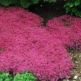100 Red Creeping Thyme Seeds | Groundcover Seeds