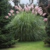 Outsidepride Pink Pampas Ornamental Grass Plant Seeds - 1000 Seeds