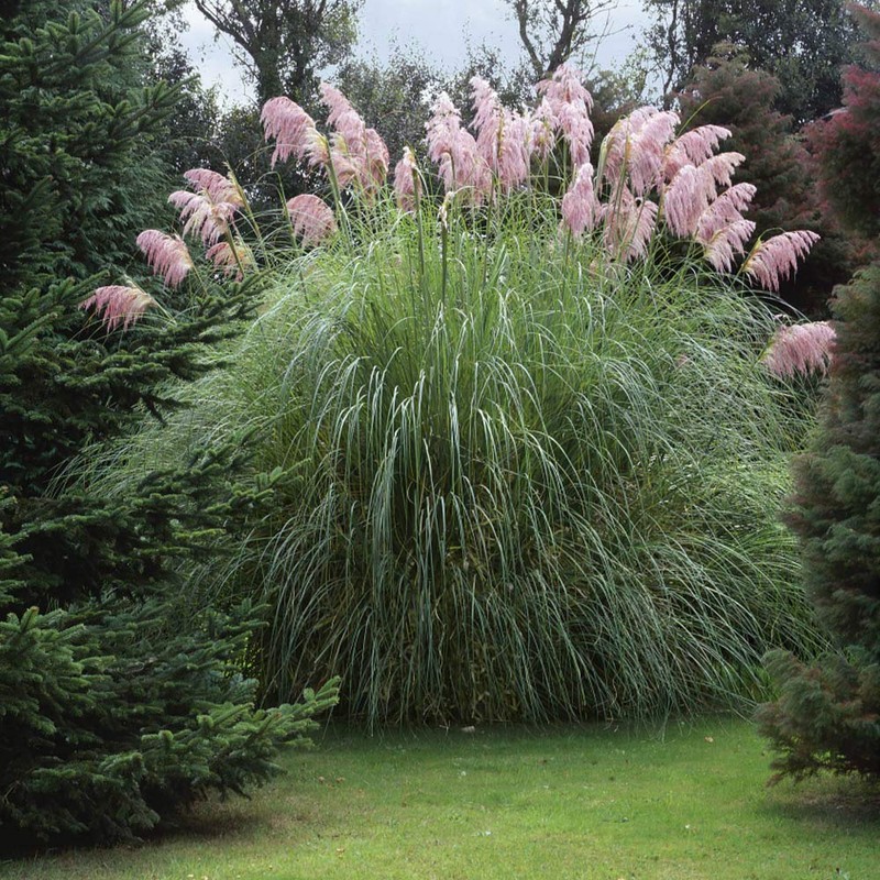 Outsidepride Pink Pampas Ornamental Grass Plant Seeds - 1000 Seeds