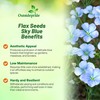 Outsidepride Sky Blue Flax Seeds - 2000 Pcs Annual Flower