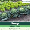 Cabbage Seeds – Heirloom Variety – High-Yield – Fresh Tasty