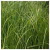 Everwilde Farms - 400 Cord Grass Native Grass Seeds -