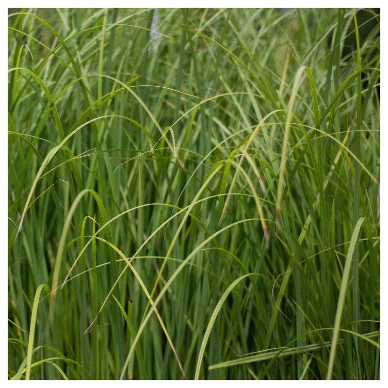 Everwilde Farms - 400 Cord Grass Native Grass Seeds -