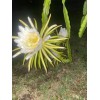 Cactus 3 FT LIVE PLANT Queen of the Night CACTUS