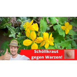 Hypericum Witch's Grass, Wartweed Cream / Celidonium Majus - Chelodini Herba Balm Cream 1 x 70 ml