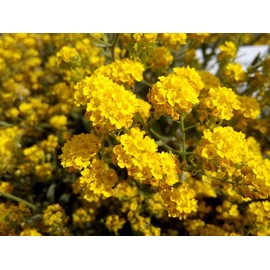 Basket of Gold Alyssum Flower Seeds for Planting, 500+ Seeds Per Packet, (Isla's Garden Seeds), Botanical Name: Lobularia maritima, Great Home Flower Garden Gift
