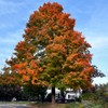 Generic Northern Red Oak Tree, Vibrant Foliage, Deciduous, Tall, Acorn