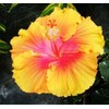 Hibiscus Mix 100+ Seeds Flowers Planting for Outdoor Indoor