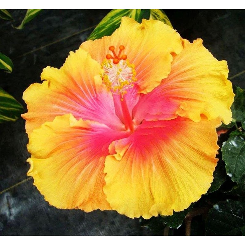 Hibiscus Mix 100+ Seeds Flowers Planting for Outdoor Indoor
