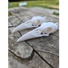 Raven Skull Faux Replica Earrings With Hook
