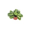Maranta Green Prayer Plant “Lemon Lime” - 6” from California