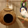 kathson Natural Coconut Shell Bird Nest,Hanging Coco Birds House,Parrots Hide...