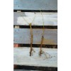 Tree 2 Live Rooted Red Black Mulberry Tree 10-14"Organic Fruit