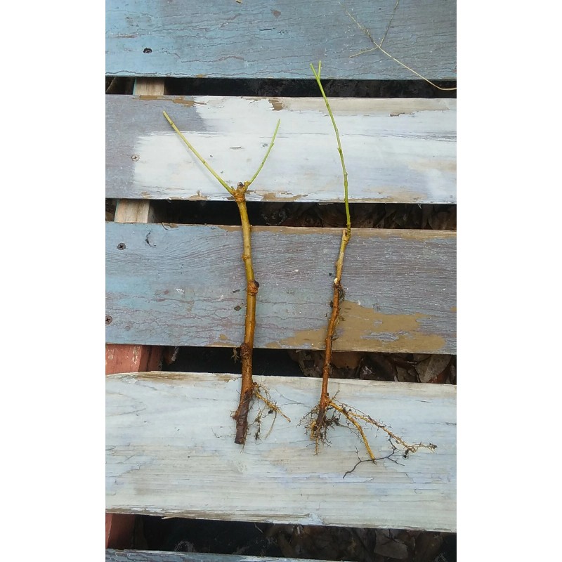 Tree 2 Live Rooted Red Black Mulberry Tree 10-14"Organic Fruit